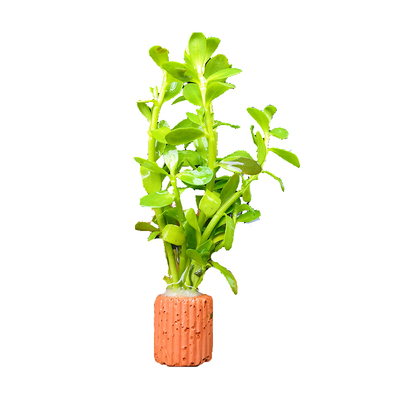 不用水草定植造景懒人新手入门