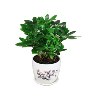 彩陶粒球土陶粒多肉植物铺面石小鱼缸绿植盆栽水培盆底部装饰品石