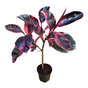 花叶橡皮树绿金刚坦尼克盆办公室阳台栽绿植好养花卉室内净化空气