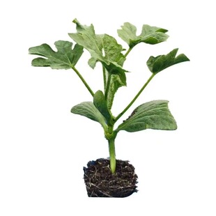 嫁接西瓜苗8424麒麟瓜南方四季种植瓜苗阳台盆栽大棚无籽秧苗种子