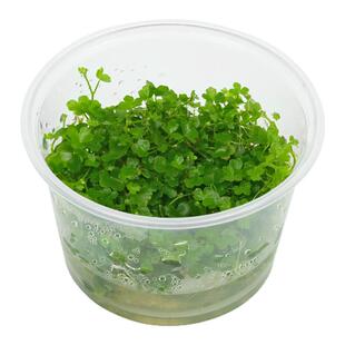 艾伦水草造景ADA日本迷你天胡荽湖无菌杯水下叶可爱小叶子气泡多