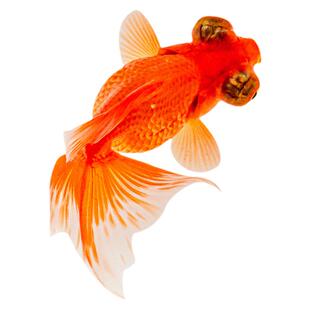 小金鱼活鱼观赏冷水鱼苗淡水五花鎏金兰寿红狮头鹤顶红黑龙睛耐活