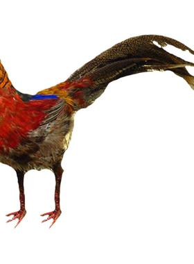 仿真红腹锦鸡摆件田园装饰