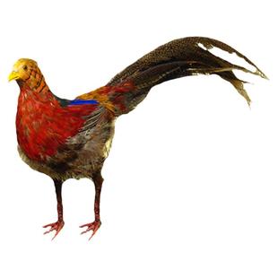 仿真红腹锦鸡摆件野山鸡动物模型道具田园藏雪鸡褐马鸡家居装饰品