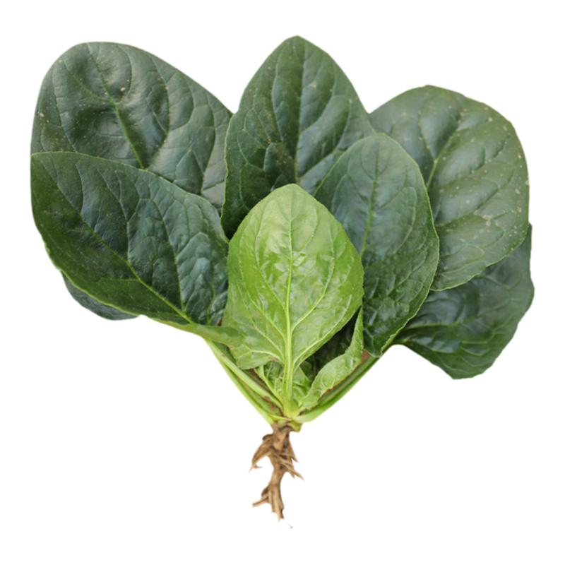 寿禾大叶菠菜种子四季耐寒耐热