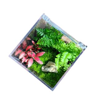 苔藓微景观套餐方盒创意迷你桌面植物绿植手工种植生态缸造景材料