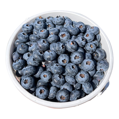 云南L25花香蓝莓当季孕妇鲜果