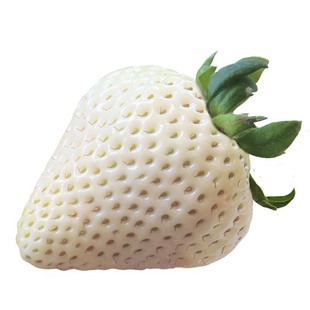 奈木果场千雪白草莓日引梦之莹细腻冰淇淋口感丹东温室产顺丰礼盒