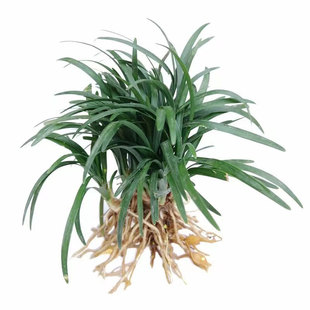 日本矮麦冬草玉龙草庭院绿化草坪植物细叶长叶金边耐寒小麦冬草苗