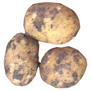 宁海特产洋芋老品种小中大土豆蔬菜马铃薯新鲜秋季农家自种春土豆