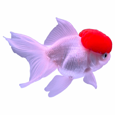 小金鱼耐活好养观赏鱼