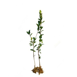 油茶树苗高产嫁接油茶苗茶籽树苗白花中大果南方种植包邮带土发货