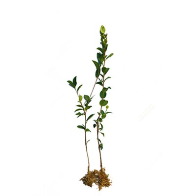 高产油茶树苗现挖现发明年结果
