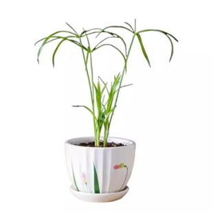 水竹风车草水生水培植物龟水竹盆栽水棕竹鱼缸水池塘造景旱伞草