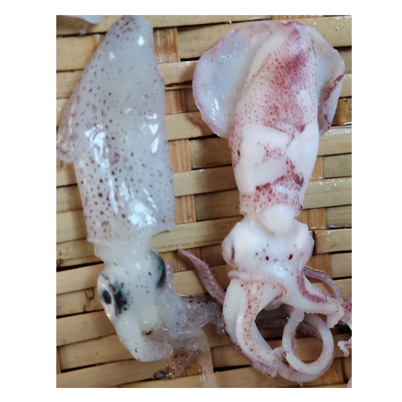 海兔新鲜包邮墨鱼仔海鲜水产鲜活冷冻笔管鱼水兔乌贼八爪鱼海兔子