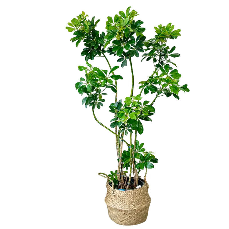 鸭脚木客厅绿植大八方来财鹅掌财
