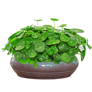 精品大叶铜钱草水培植物金钱草水养盆栽办公室内好养桌面鱼缸共生