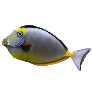 天狗吊 金毛吊一字吊橙波纹耳斑吊 海水观赏鱼活体吊类 快递包活