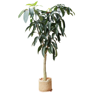 嫁接芒果苗树特大四季芒果树苗金煌贵妃芒果树苖当年结果地栽盆栽