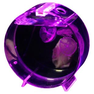 水母专用缸赤月海月巴布亚大西洋活体小水母海水宠物入门泡泡鱼缸