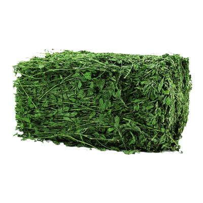 新苜蓿草绿色紫花牧草粮食1KG