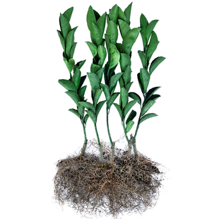 大叶早桔柚苗会昌桔柚晚熟广柑建阳橘柚桔子新果树苗赣南特早蜜桔