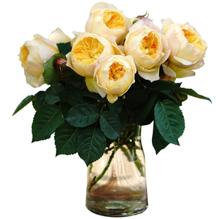 天狼月季雀啾国产自育月季玫瑰多季开淡香耐热杂交茶香月季