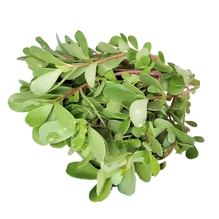 马齿苋菜新鲜包邮现摘马齿菜马蜂菜野地马齿笕1-4斤食用野菜现挖