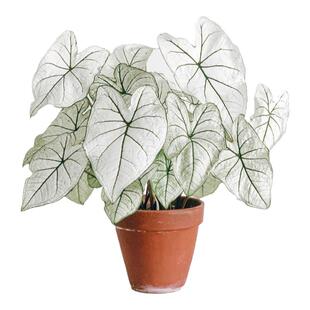 彩叶芋盆栽白色恋人甜心飞溅花叶芋粉色粉海王客厅阳台耐热好养活