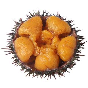 1斤5只左右黄海胆鲜活海鲜水产日料刺身马粪海胆肉【冰鲜不包活】