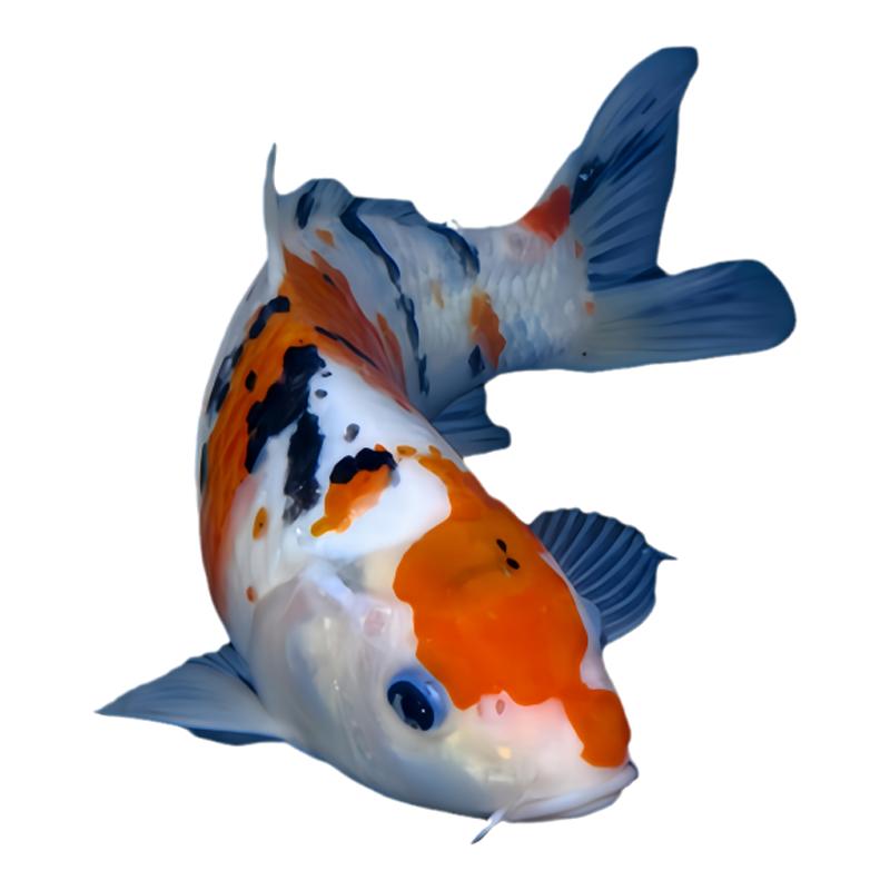 錦鯉魚(yú)苗金魚(yú)觀(guān)賞魚(yú)活體冷水精品淡水小型好養(yǎng)耐活