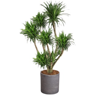 北京同城多头龙血树大型绿植龙铁树室内客厅盆栽好养净化空气植物