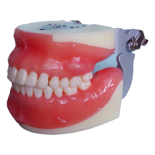 ENOVO颐诺口腔外科学教学实习示教模型拔牙练习脓肿切开根切术口腔颌面外科手术摸拟操作实训模型牙医培训