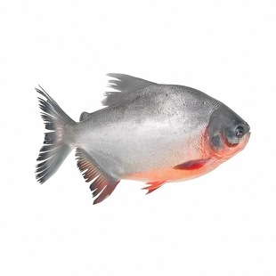 南美亚马孙红文鱼活热带鱼淡水凶猛水虎活苗肉食性猛鱼红鲤鱼