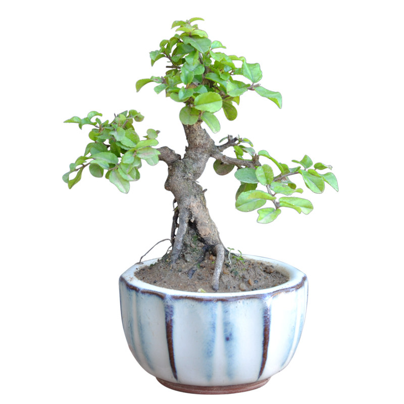 千木雀梅盆景 树桩绿植老桩盆栽 办公室桌面趣味小绿植微型盆景