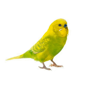 大头虎皮鹦鹉活鸟会说话的小鸟宠物幼鸟观赏鸟纯手养鹦鹉亲人活物