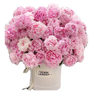 芍药鲜花云南基地直发大花重瓣芍药花束莎拉芭茨拉鲜切花顺丰包邮