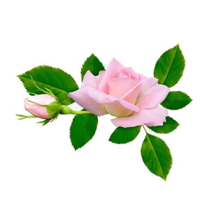 绝色墨玉果汁果汁飞溅阳系列阳台庭院盆栽月季果香花卉勤花好养