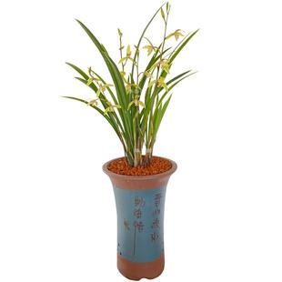 华香园兰花苗 小桃红 建兰四季兰 浓香型办公室盆栽鲜花多肉绿植