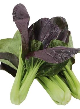 紫罗兰油菜种籽紫色小青