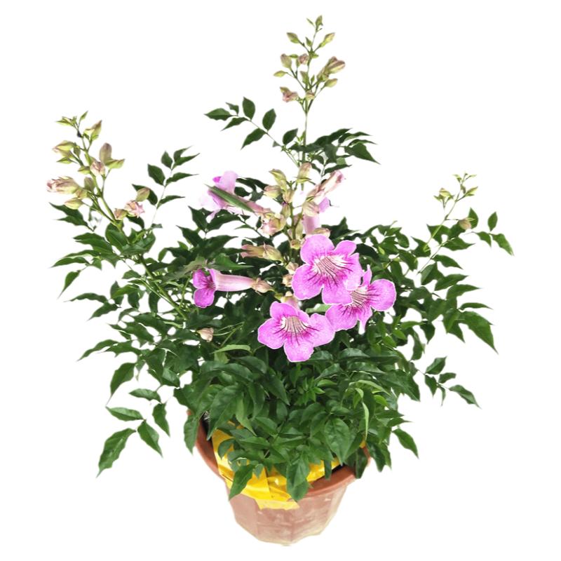 凌霄花盆栽阳台庭院植物四季