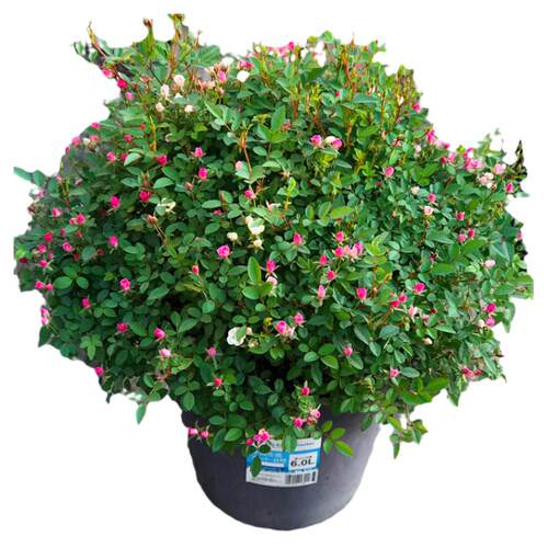 日本超微月季花苗多头多花迷你型玫瑰庭院阳台四季花卉绿植盆载