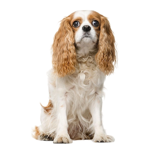 查理王犬狗鉴定品相鉴定狗品种鉴别狗查理王小猎犬评估市场价值