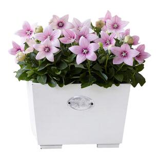 2株中华桔梗种子苗多年生阳台庭院盆栽室内种植花卉四季种植