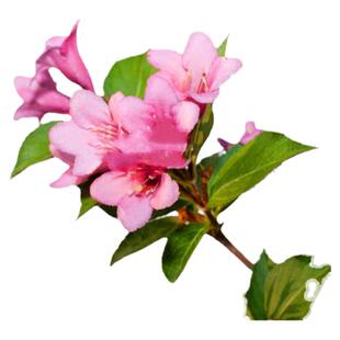 五彩锦带树苗盆栽别墅南北庭院风景大树园林绿化七彩大型耐寒花卉