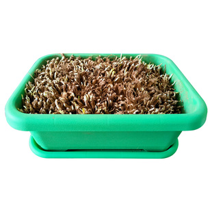 春季宽叶紫根红根韭菜根水培盆栽韭菜籽易活蔬菜种子菜籽南宫韭黄