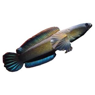 黄金眼镜蛇雷龙鱼热带鱼凶猛鱼雷龙鱼耐养鱼七彩雷龙鱼彩虹雷龙鱼