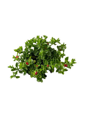 牡丹四季开花植物多年生吊兰盆栽