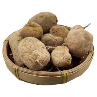 中草药材野生新鲜地苦胆金果榄中草药地苦胆九牛胆九龙胆慈姑正品