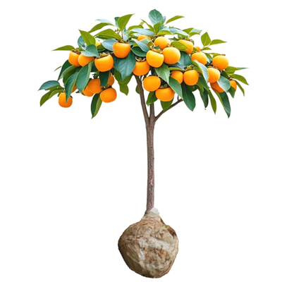 火晶脆甜柿子树树苗带土球发货